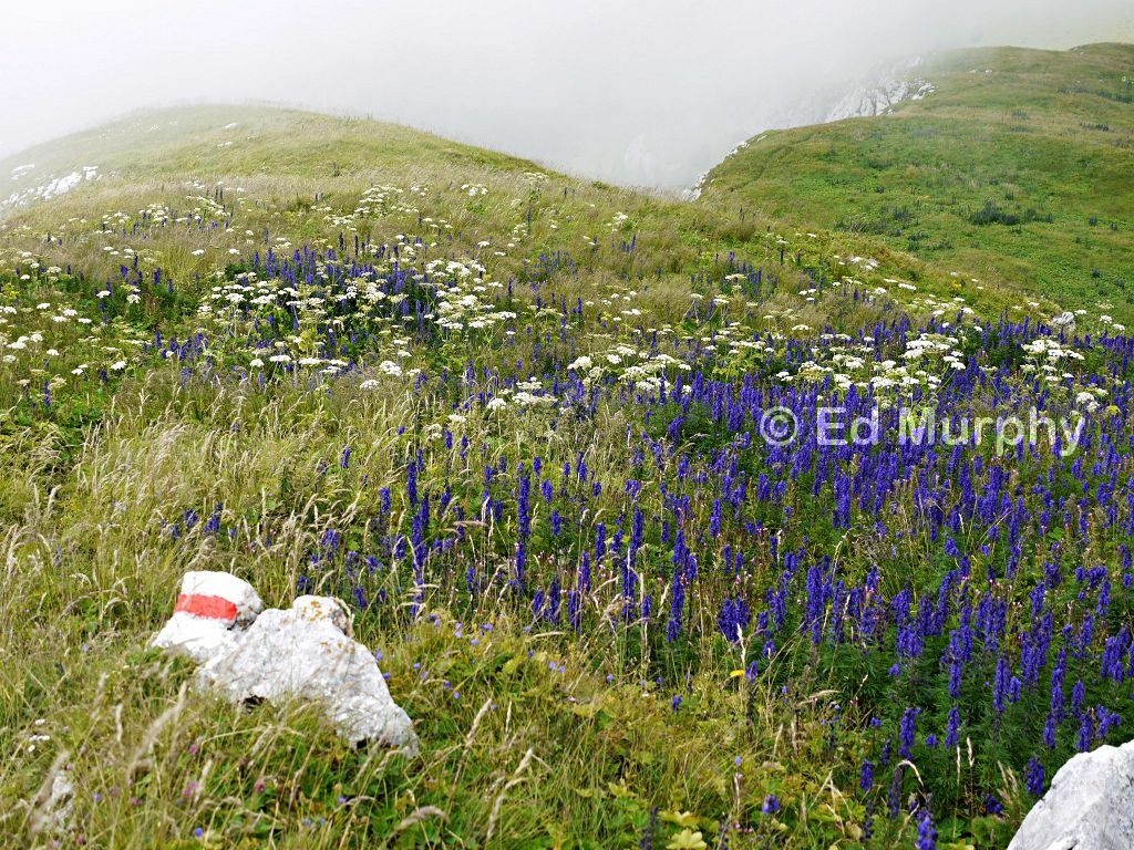 The Widdergrind's flowery summit meadow