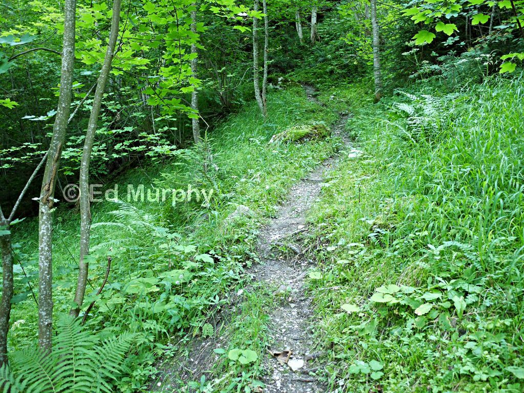 A woodland track in the Simmental