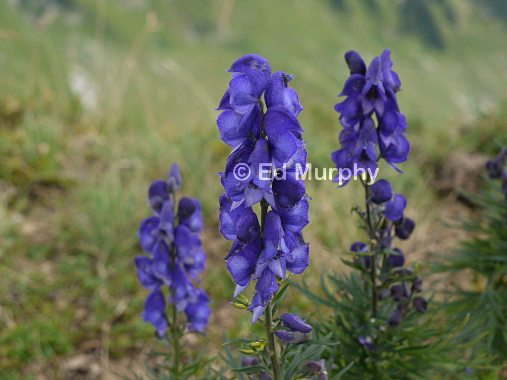 Alpine flowers on the Schafberg's slopes