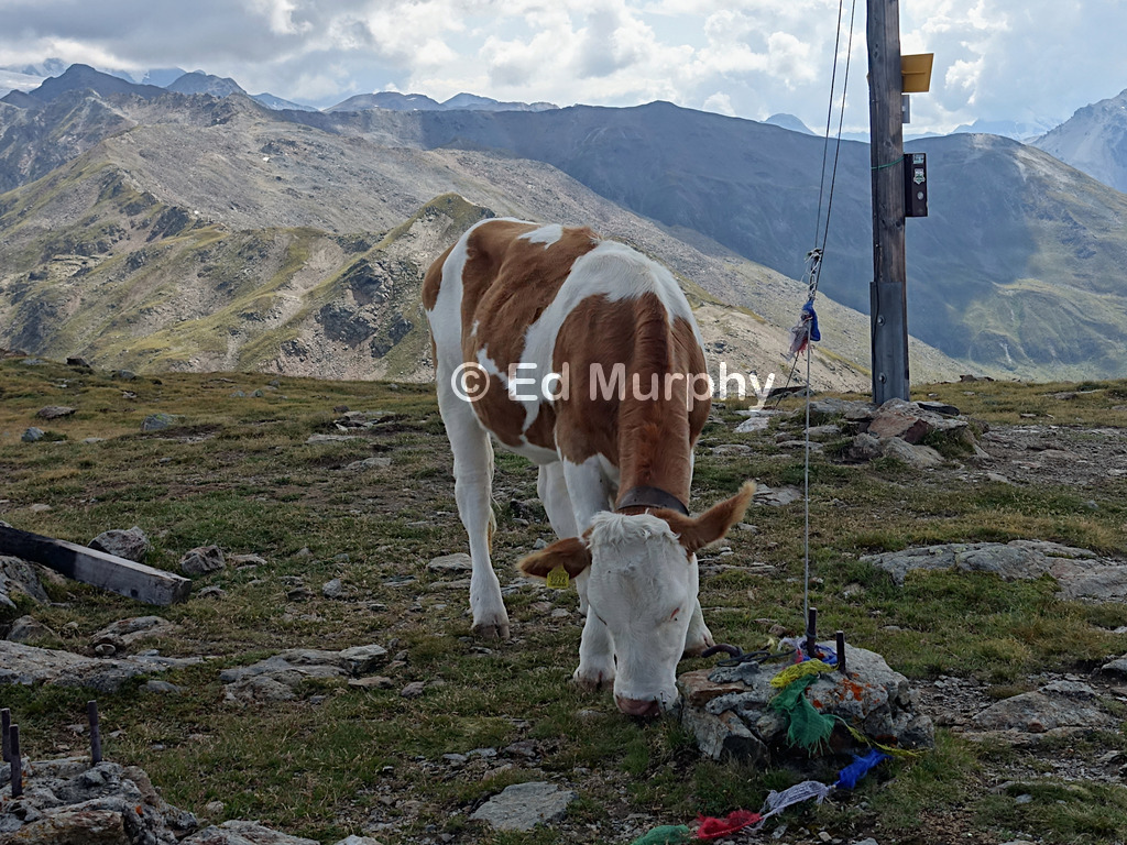 Switzerland's most easterly cow on Piz Chavalatsch