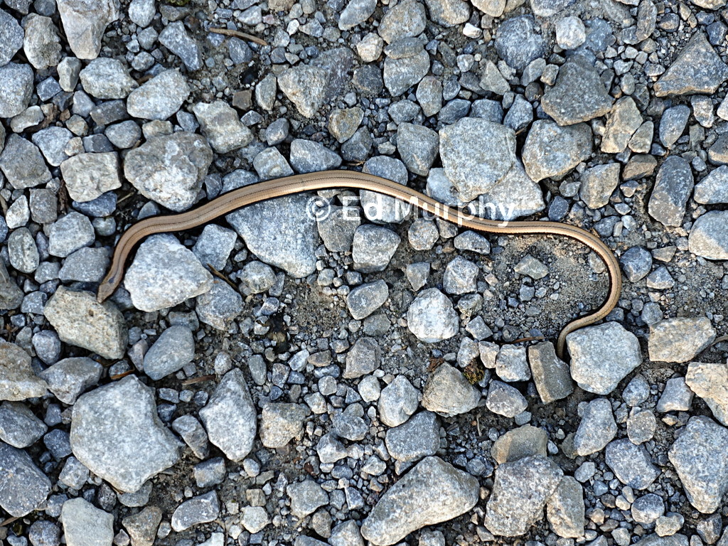 A slow worm on the path below the Cabane de Bounavau